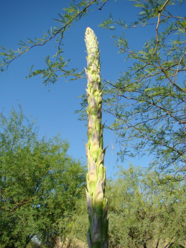 The amazing yucca stalk…. Part 1